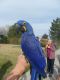 Hahn's macaw Birds for sale in Boston, MA, USA. price: NA