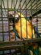 Hahn's macaw Birds for sale in Little Rock, AR, USA. price: NA
