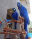 Hahn's macaw Birds for sale in Roseville, CA, USA. price: NA