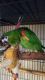 Hahn's macaw Birds for sale in Wheatland, WY 82201, USA. price: NA