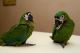 Hahn's macaw Birds for sale in Los Angeles, CA, USA. price: NA
