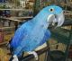 Hahn's macaw Birds for sale in Hanford, CA 93230, USA. price: NA