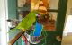 Hahn's macaw Birds for sale in Cedarville, Lawrence Township, NJ 08311, USA. price: NA