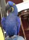 Hahn's macaw Birds for sale in Seattle, WA, USA. price: NA