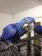 Hahn's macaw Birds for sale in Miami Gardens, FL, USA. price: NA