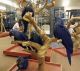 Hahn's macaw Birds for sale in Brooklyn, NY, USA. price: NA