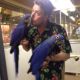 Hahn's macaw Birds