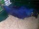 Hahn's macaw Birds for sale in Detroit, MI, USA. price: NA