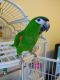Hahn's macaw Birds for sale in Homestead, FL, USA. price: $850
