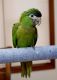 Hahn's macaw Birds