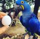 Hahn's macaw Birds for sale in Columbus, OH, USA. price: NA