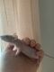 Hairless Rat Rodents for sale in Chase Mills, NY 13621, USA. price: NA