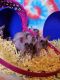 Hairless Rat Rodents for sale in Louisa, VA 23093, USA. price: $50