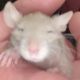 Hairless Rat Rodents for sale in Westport, IN 47283, USA. price: NA