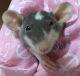 Hairless Rat Rodents for sale in Abilene, KS 67410, USA. price: NA