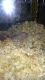 Hairless Rat Rodents for sale in 3428 Cougar Cir, Orefield, PA 18069, USA. price: $12