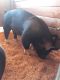 Hampshire Hog Animals for sale in Yelm, WA, USA. price: NA
