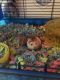 Hamster Rodents for sale in Schertz, TX, USA. price: NA