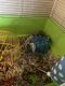 Hamster Rodents for sale in Hilliard, OH, USA. price: NA