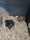 Hamster Rodents for sale in 9806 Kingsville Park Dr, Houston, TX 77083, USA. price: NA