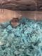 Hamster Rodents for sale in Fort Collins, CO, USA. price: NA
