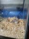 Hamster Rodents for sale in Goshen, IN, USA. price: $60