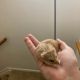 Hamster Rodents for sale in 1220 Carriage House Ln, Gastonia, NC 28054, USA. price: NA