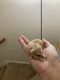 Hamster Rodents for sale in 1260 Carriage House Ln, Gastonia, NC 28054, USA. price: NA
