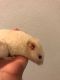 Hamster Rodents for sale in Winter Park, FL, USA. price: $10