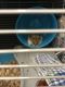 Hamster Rodents for sale in 614 Delaware St SE, Minneapolis, MN 55455, USA. price: NA