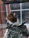 Hamster Rodents for sale in Massillon, OH, USA. price: NA