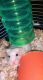 Hamster Rodents for sale in Crawfordsville, IN 47933, USA. price: NA
