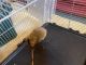Hamster Rodents for sale in Kalamazoo, MI, USA. price: $175