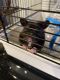 Hamster Rodents for sale in East Haven, CT, USA. price: $60