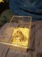 Hamster Rodents for sale in Wisconsin Rapids, WI, USA. price: NA