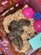 Hamster Rodents for sale in Grand Prairie, TX, USA. price: NA
