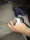 Hamster Rodents for sale in Hesperia, CA, USA. price: $20