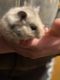 Hamster Rodents for sale in Grand Rapids, MN 55744, USA. price: NA