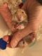 Hamster Rodents for sale in Norwood, MA, USA. price: NA