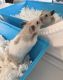 Hamster Rodents for sale in Parker, CO 80134, USA. price: NA