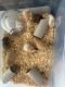 Hamster Rodents for sale in Monteagle, TN, USA. price: NA
