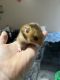 Hamster Rodents for sale in Pearland, TX, USA. price: NA