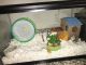 Hamster Rodents for sale in Bloomington, IN, USA. price: NA