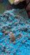Hamster Rodents for sale in Crawfordville, FL 32327, USA. price: NA