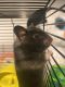 Hamster Rodents for sale in Madison Heights, MI 48071, USA. price: NA