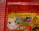 Hamster Rodents for sale in Beverly, MA 01915, USA. price: NA