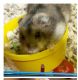 Hamster Rodents for sale in Orlando, FL, USA. price: $20