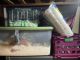 Hamster Rodents for sale in Dunnellon, FL, USA. price: $200