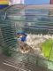 Hamster Rodents for sale in 2005 Steinem Ct, Virginia Beach, VA 23464, USA. price: $30