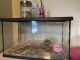 Hamster Rodents for sale in 1603 W Streamside Ave, Nampa, ID 83651, USA. price: $70